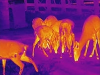 HIKMICRO Lynx Pro LH19 2.0 Termisk Kikare