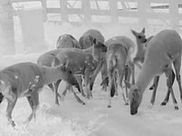 HIKMICRO Lynx Pro LH19 2.0 Termisk Kikare